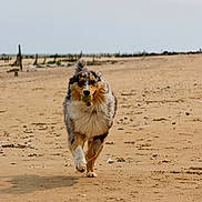 Twix a rejoint le concours — aidez-le/la à gagner de superbes lots ! dog, australian_shepherd, beach, sand, tennis_ball, running, outdoor, pet, animal, playful, fetch, canine, fur, collar, nature, daytime, walking, smiling, active, recreation