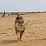 dog, australian_shepherd, beach, sand, tennis_ball, running, outdoor, pet, animal, playful, fetch, canine, fur, collar, nature, daytime, walking, smiling, active, recreation