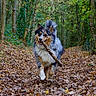 Twix participe au concours pour gagner de l'argent avec cette photo : dog, forest, autumn, leaves, tree, path, stick, canine, outdoor, nature, happy, fluffy, walking, fall, woods, pet, animal, playful, smiling, fur