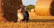 Twix participe au concours pour gagner de l'argent avec cette photo : dog, field, hay_bale, agriculture, outdoor, sunlight, rural, nature, animal, fur, happy, tongue_out, grass, pet, summer, pasture, tricolor, canine, daytime, landscape