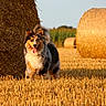dog, field, hay_bale, agriculture, outdoor, sunlight, rural, nature, animal, fur, happy, tongue_out, grass, pet, summer, pasture, tricolor, canine, daytime, landscape
