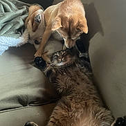 Apollo is registered to the contest to win money with this photo: animal, blanket, brown_dog, cat, couch, cozy, dog, domestic, friendly, fur, home, indoor, interaction, laying_down, paws, pet, playing, relaxed, sniffing, tabby_cat
