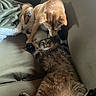 animal, blanket, brown_dog, cat, couch, cozy, dog, domestic, friendly, fur, home, indoor, interaction, laying_down, paws, pet, playing, relaxed, sniffing, tabby_cat
