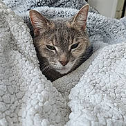 Chanel a rejoint le concours — aidez-le/la à gagner de superbes lots ! cat, blanket, cozy, fur, pet, indoor, resting, cute, sleepy, texture, soft, animal, whiskers, ears, face, comfort, home, relaxation, feline, portrait