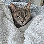 cat, blanket, cozy, fur, pet, indoor, resting, cute, sleepy, texture, soft, animal, whiskers, ears, face, comfort, home, relaxation, feline, portrait