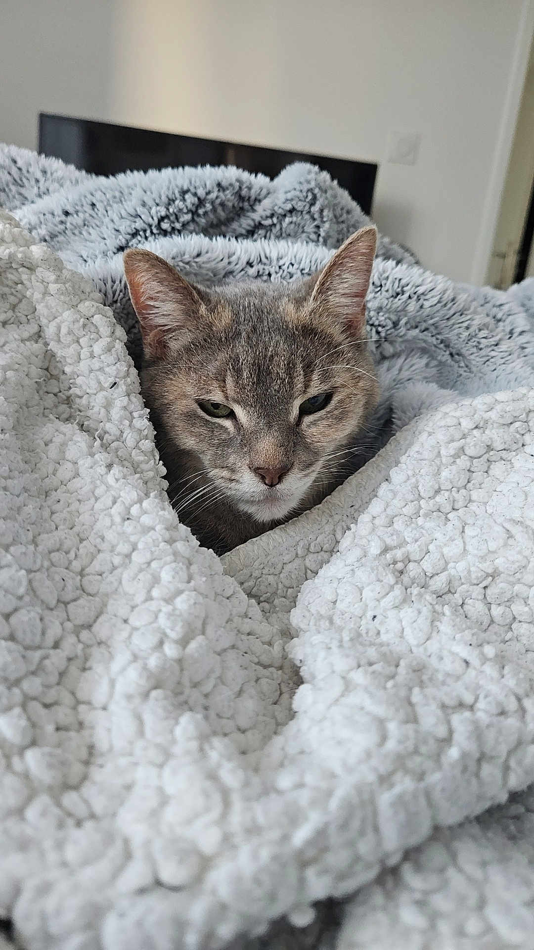 Chanel a rejoint le concours — aidez-le/la à gagner de superbes lots ! cat, blanket, cozy, fur, pet, indoor, resting, cute, sleepy, texture, soft, animal, whiskers, ears, face, comfort, home, relaxation, feline, portrait