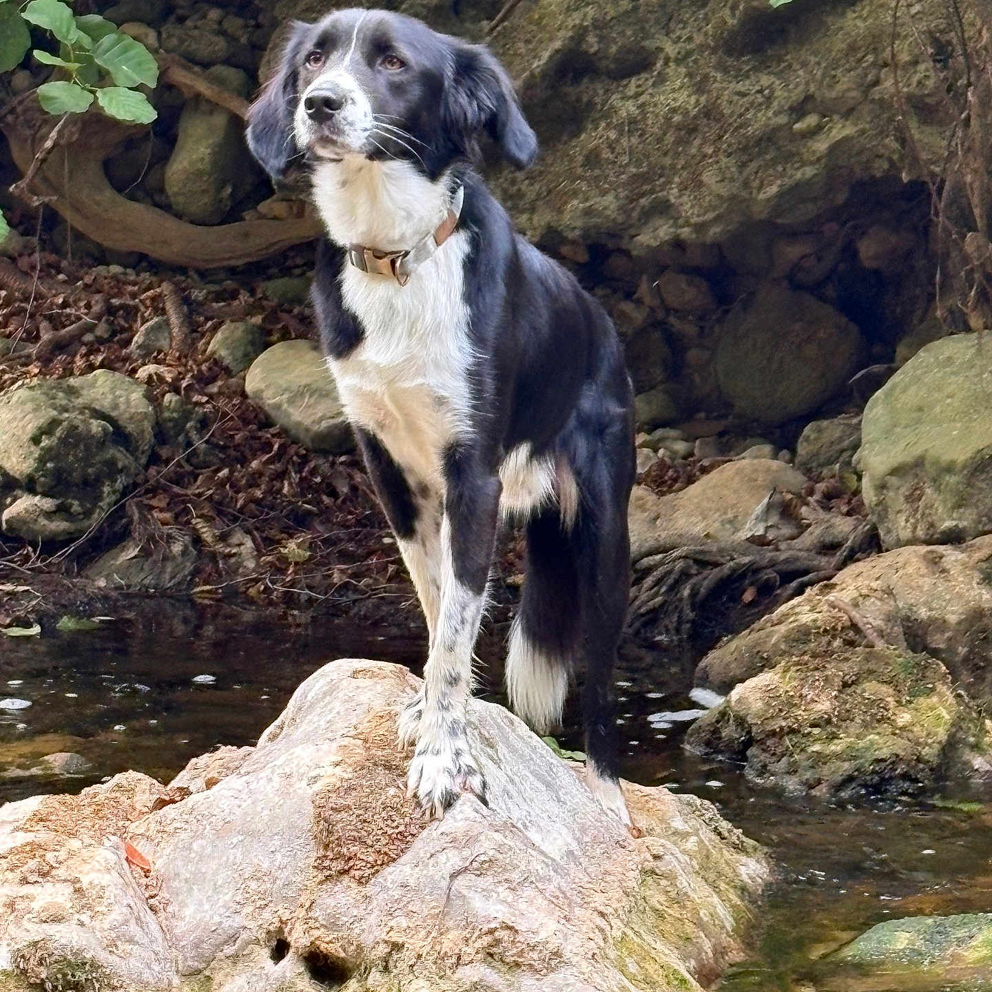 Ulysse participe au concours pour gagner de l'argent avec cette photo : adventure, animal, black_and_white, canine, collar, dog, forest, landscape, leaves, moss, nature, outdoor, pet, quiet, river, rock, standing, stream, water, wildlife