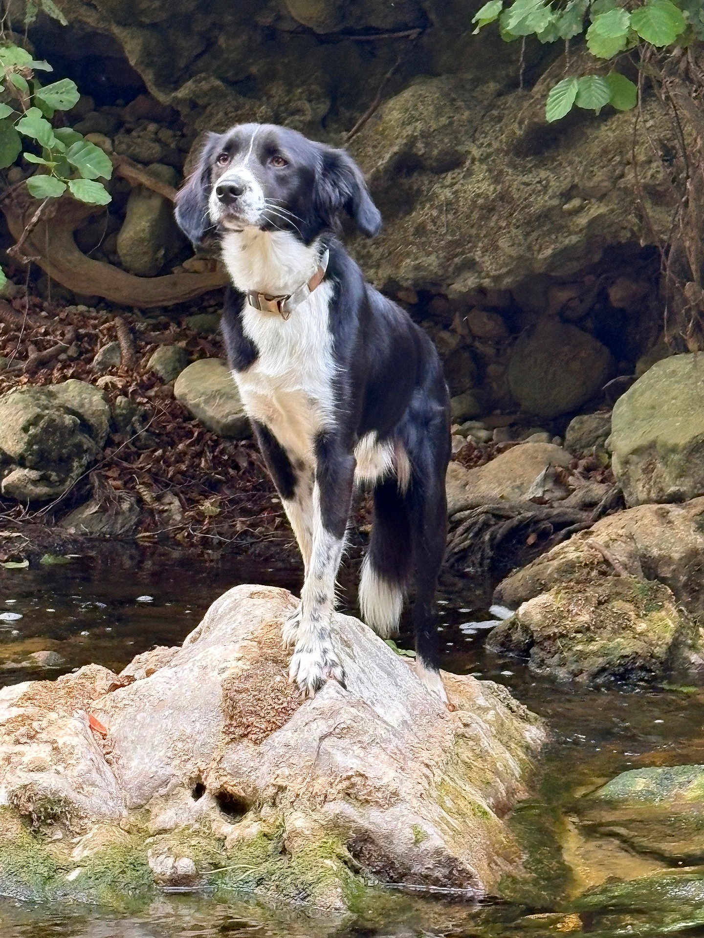 Ulysse participe au concours pour gagner de l'argent avec cette photo : dog, black_and_white, rock, stream, water, outdoor, nature, moss, animal, canine, collar, forest, leaves, river, wildlife, pet, standing, quiet, landscape, adventure