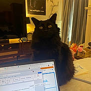 Hades joined the competition — help win amazing prizes! animal, black_cat, cat, cozy, curtains, electronics, furniture, home, indoor, lamp, laptop, pet, poster, room, screen, table, technology, television, toys, yellow_eyes