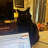 animal, black_cat, cat, cozy, curtains, electronics, furniture, home, indoor, lamp, laptop, pet, poster, room, screen, table, technology, television, toys, yellow_eyes
