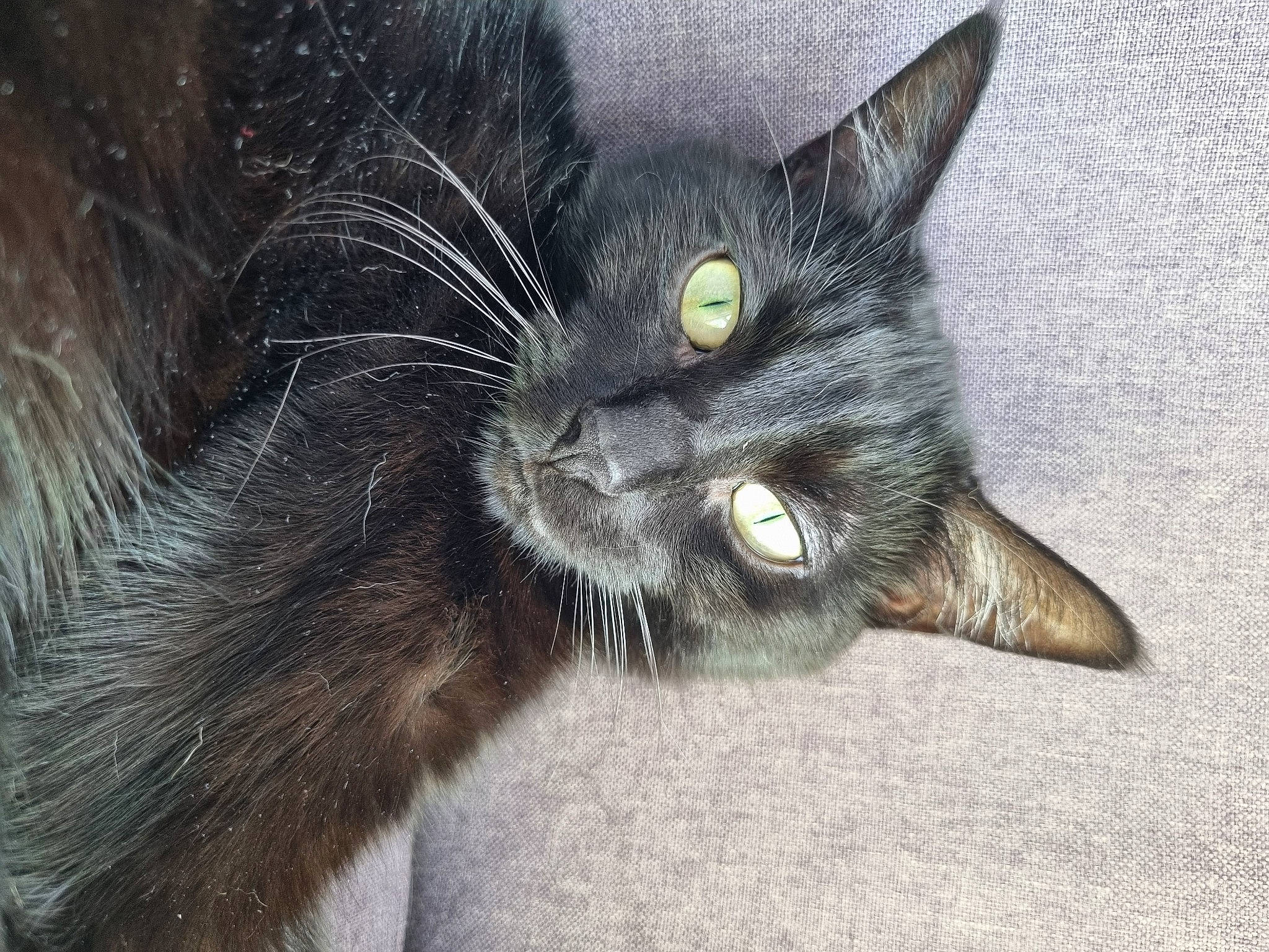 Baguera a rejoint le concours — aidez-le/la à gagner de superbes lots ! black_cat, carnivore, cat, claw, domestic_short_haired_cat, eye, felidae, fur, grey, hair, head, iris, paw, small_to_medium_sized_cats, snout, tail, terrestrial_animal, whiskers, wildlife