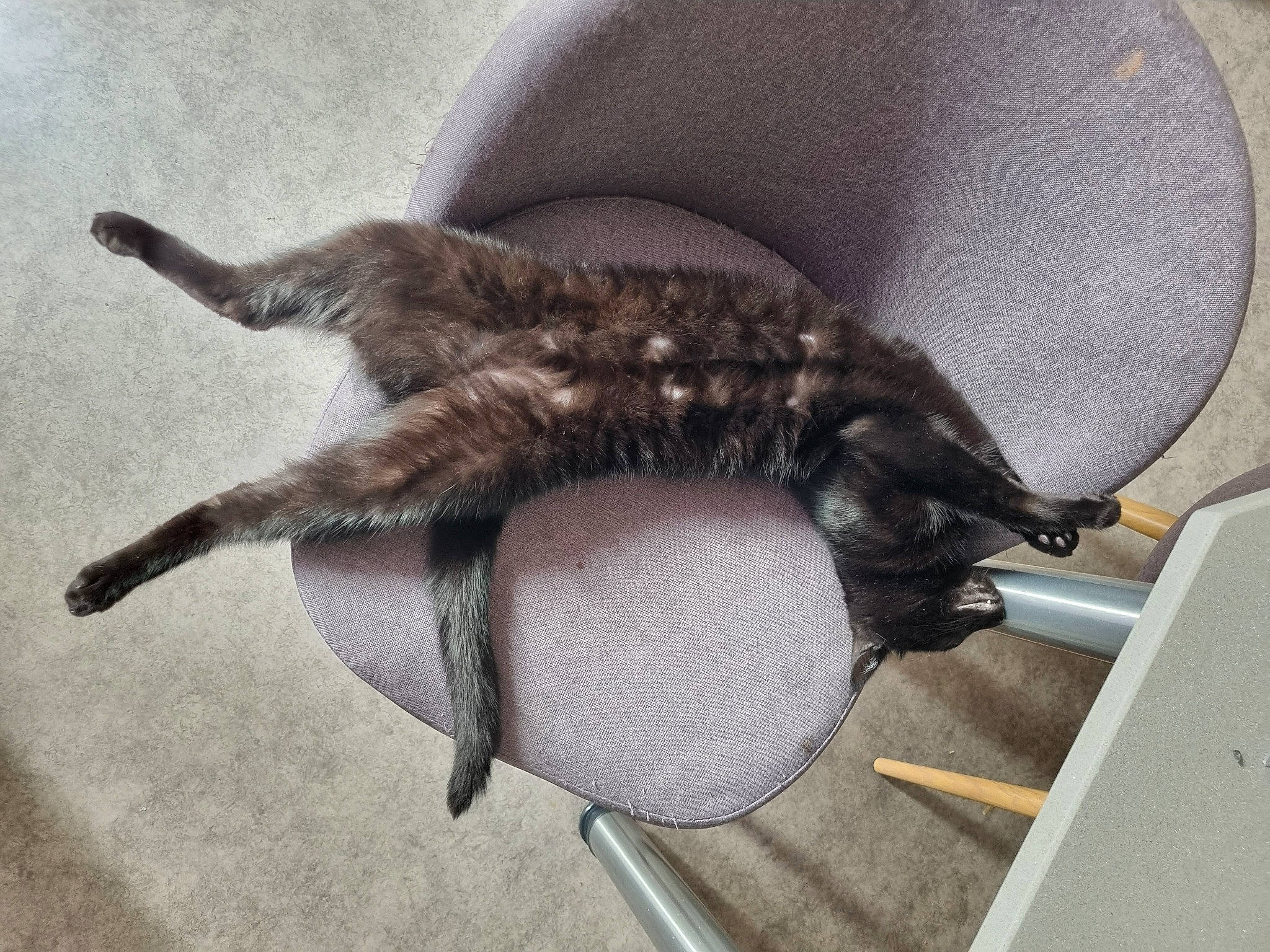 Baguera a rejoint le concours — aidez-le/la à gagner de superbes lots ! carnivore, cat, cephalopod, claw, comfort, domestic_short_haired_cat, fashion_accessory, felidae, fish, fur, metal, paw, python, reptile, scaled_reptile, small_to_medium_sized_cats, snout, tail, terrestrial_animal, whiskers