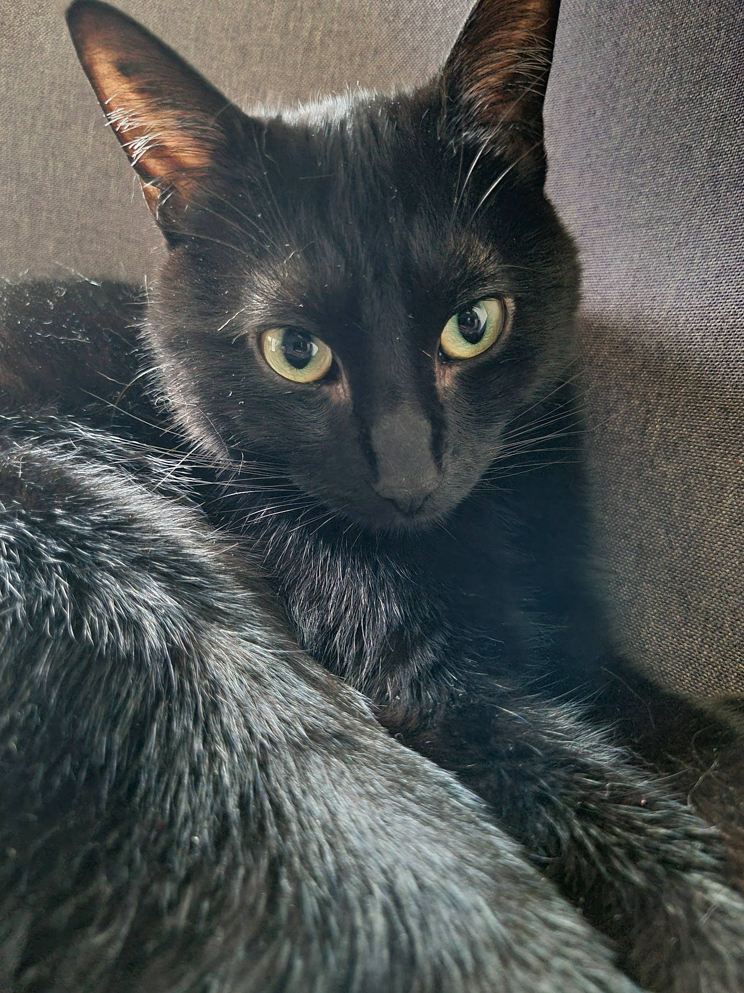 Baguera participe au concours pour gagner de l'argent avec cette photo : carnivore, cat, close_up, domestic_short_haired_cat, felidae, fur, grey, small_to_medium_sized_cats, snout, terrestrial_animal, whiskers