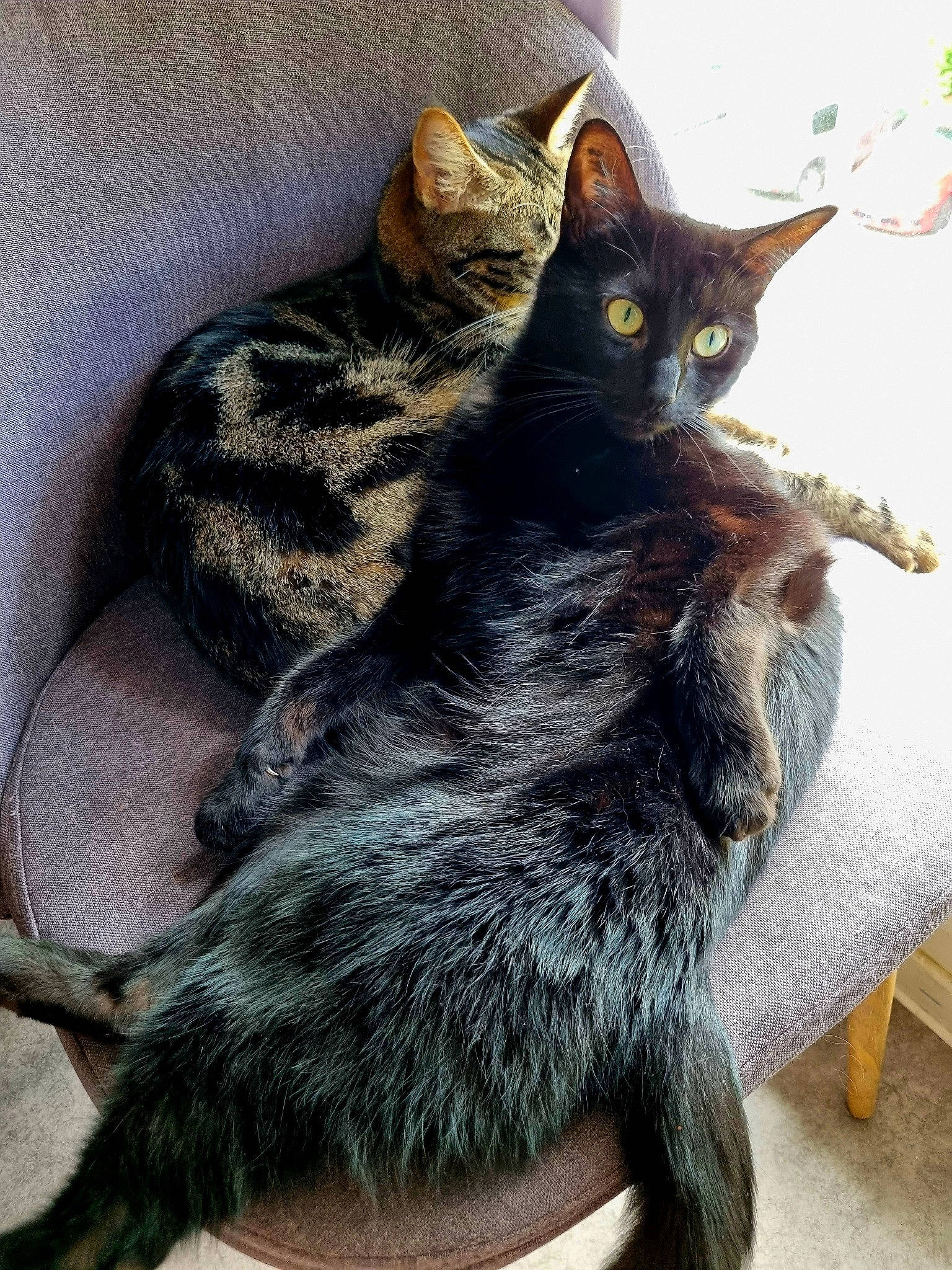 Baguera participe au concours pour gagner de l'argent avec cette photo : black_cat, bombay, carnivore, cat, claw, comfort, domestic_short_haired_cat, felidae, fur, grey, paw, sitting, small_to_medium_sized_cats, snout, tail, terrestrial_animal, whiskers