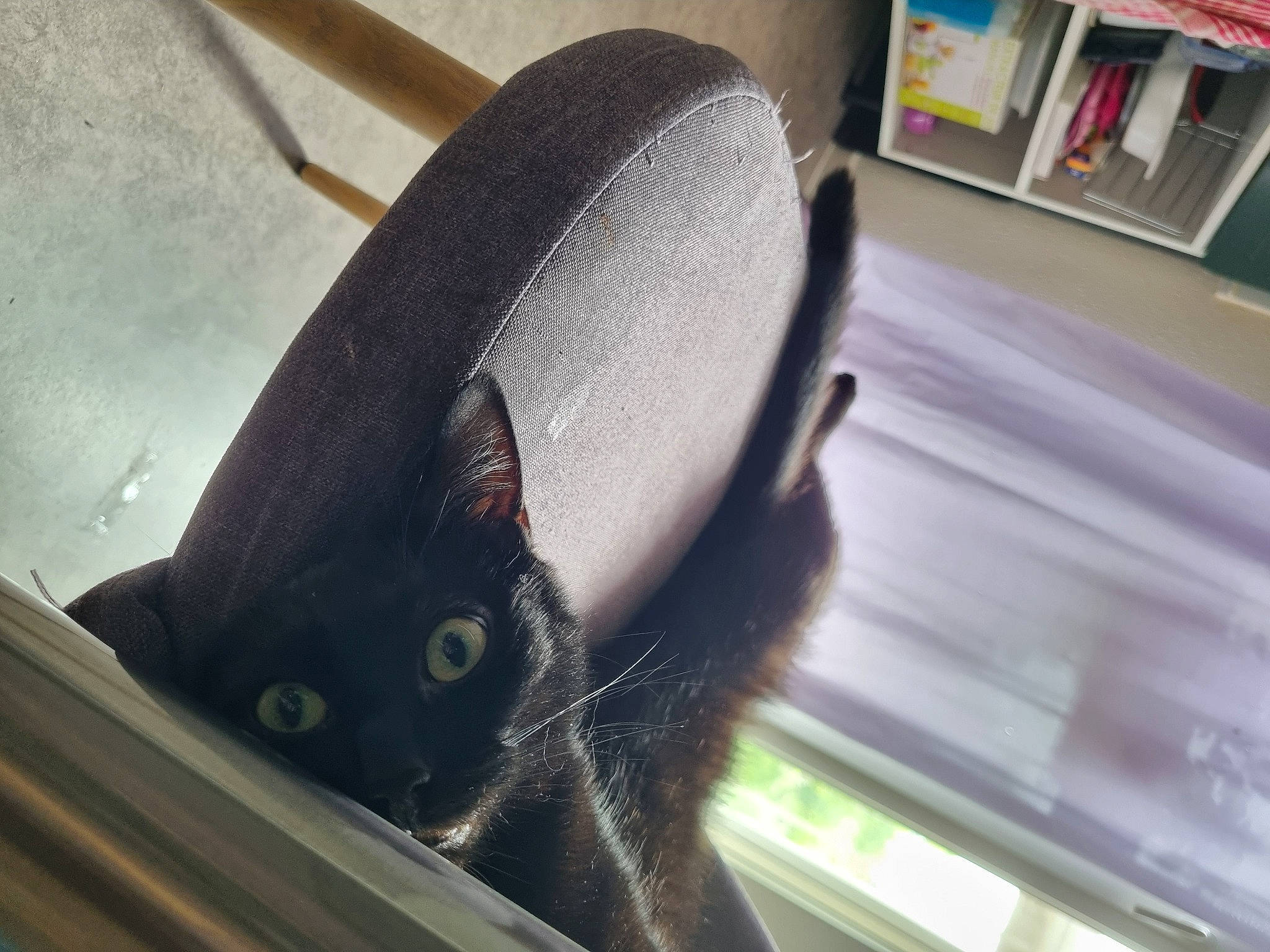 Baguera participe au concours pour gagner de l'argent avec cette photo : audio_equipment, automotive_lighting, building, carnivore, cat, chair, domestic_short_haired_cat, fashion_accessory, felidae, flooring, fur, metal, musical_instrument, office_chair, small_to_medium_sized_cats, snout, tail, vehicle_door, whiskers, wood