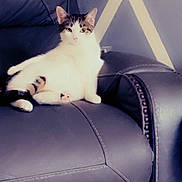 Charlie is registered to the contest to win money with this photo: cat, chair, leather, indoor, pet, relaxed, feline, animal, home, wall, pattern, seated, looking, calm, domestic, cozy, furniture, cute, white, tabby