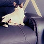 cat, chair, leather, indoor, pet, relaxed, feline, animal, home, wall, pattern, seated, looking, calm, domestic, cozy, furniture, cute, white, tabby