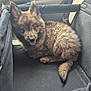 puppy, dog, pet, fluffy, car, carrier, animal, cute, tongue_out, ears, fur, sitting, black_fabric, vehicle_interior, happy, young_animal, closeup, indoor, companion, adorable
