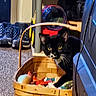 Goku is registered to the contest to win money with this photo: cat, basket, toy, indoor, black_and_white_cat, carpet, shoes, shelf, household, curious, pet, animal, furniture, storage, container, playful, domestic, whiskers, yellow_eyes, cozy