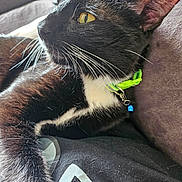 Goku is registered to the contest to win money with this photo: cat, black_cat, white_fur, yellow_eyes, whiskers, collar, blue_bell, close_up, indoor, couch, furniture, pet, domestic_animal, relaxed, fur, animal, mammal, portrait, resting, side_view
