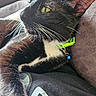 cat, black_cat, white_fur, yellow_eyes, whiskers, collar, blue_bell, close_up, indoor, couch, furniture, pet, domestic_animal, relaxed, fur, animal, mammal, portrait, resting, side_view