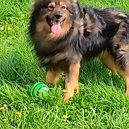 Scoubidou participe au concours pour gagner de l'argent avec cette photo : dog, grass, toy, green, yellow_flowers, outdoor, pet, happy, playful, animal, fur, tongue_out, nature, summer, field, cute, canine, sunlight, leisure, garden