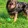 dog, grass, toy, green, yellow_flowers, outdoor, pet, happy, playful, animal, fur, tongue_out, nature, summer, field, cute, canine, sunlight, leisure, garden