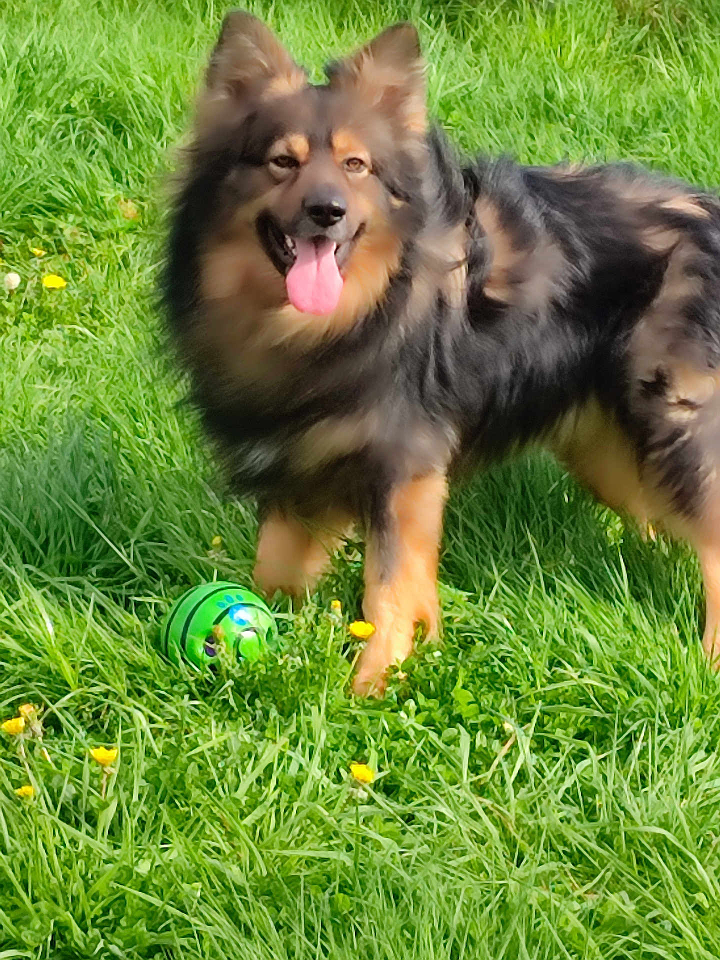 Scoubidou participe au concours pour gagner de l'argent avec cette photo : dog, grass, toy, green, yellow_flowers, outdoor, pet, happy, playful, animal, fur, tongue_out, nature, summer, field, cute, canine, sunlight, leisure, garden