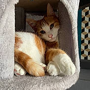 Nala participe au concours pour gagner de l'argent avec cette photo : cat, orange_cat, white_cat, cat_condo, plush, cozy, paws, relaxed, feline, pet, indoor, curious, cat_face, cat_ears, soft_texture, furniture, geometric_pattern, modern, resting, cute