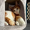 cat, orange_cat, white_cat, cat_condo, plush, cozy, paws, relaxed, feline, pet, indoor, curious, cat_face, cat_ears, soft_texture, furniture, geometric_pattern, modern, resting, cute