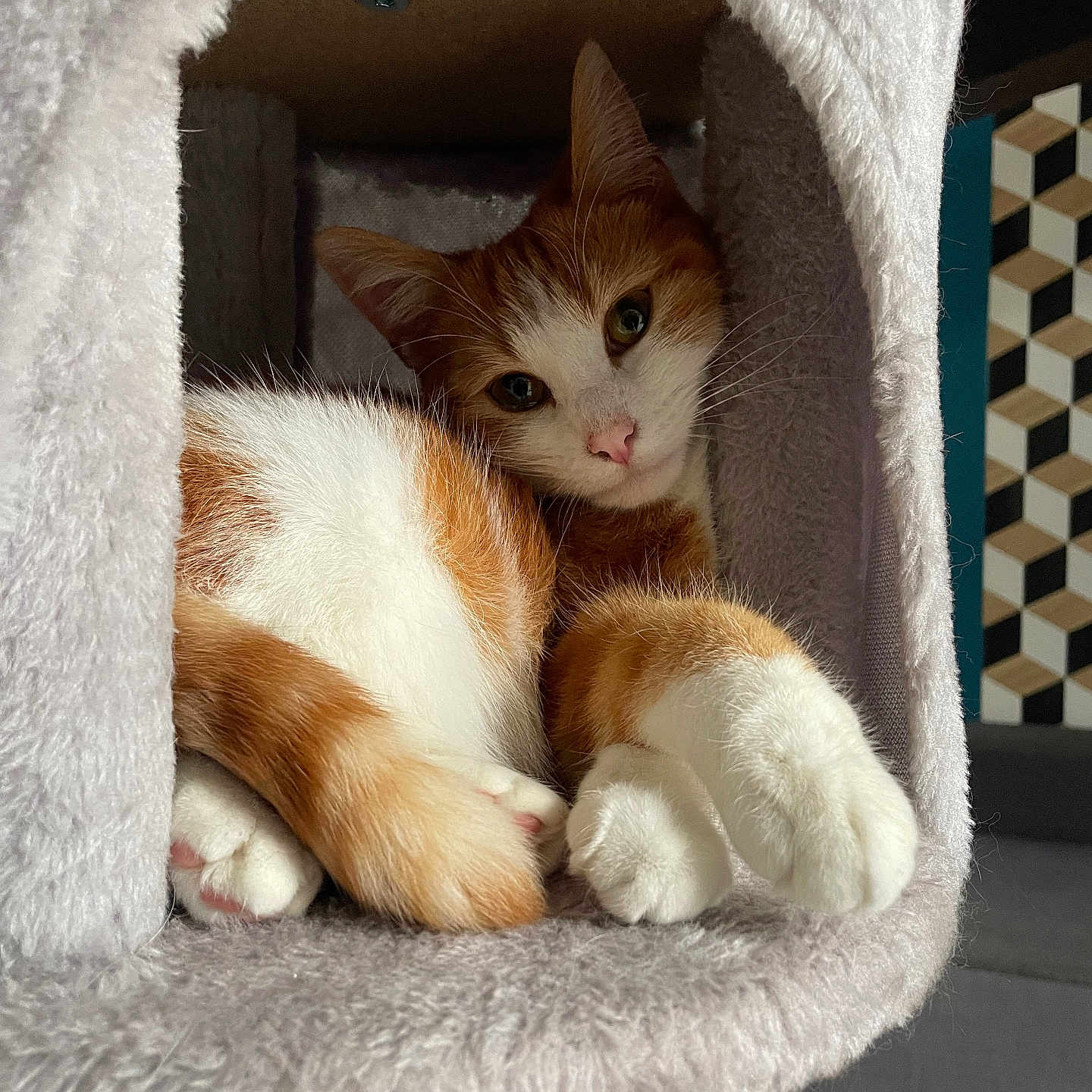 Nala participe au concours pour gagner de l'argent avec cette photo : cat, orange_cat, white_cat, cat_condo, plush, cozy, paws, relaxed, feline, pet, indoor, curious, cat_face, cat_ears, soft_texture, furniture, geometric_pattern, modern, resting, cute