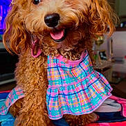 Imani joined the competition — help win amazing prizes! dog, curly_hair, pink_bow, plaid_dress, pet, cute, indoor, blanket, red, happy, smiling, fur, small_dog, animal, canine, playful, portrait, close_up, colorful, domestic