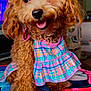dog, curly_hair, pink_bow, plaid_dress, pet, cute, indoor, blanket, red, happy, smiling, fur, small_dog, animal, canine, playful, portrait, close_up, colorful, domestic