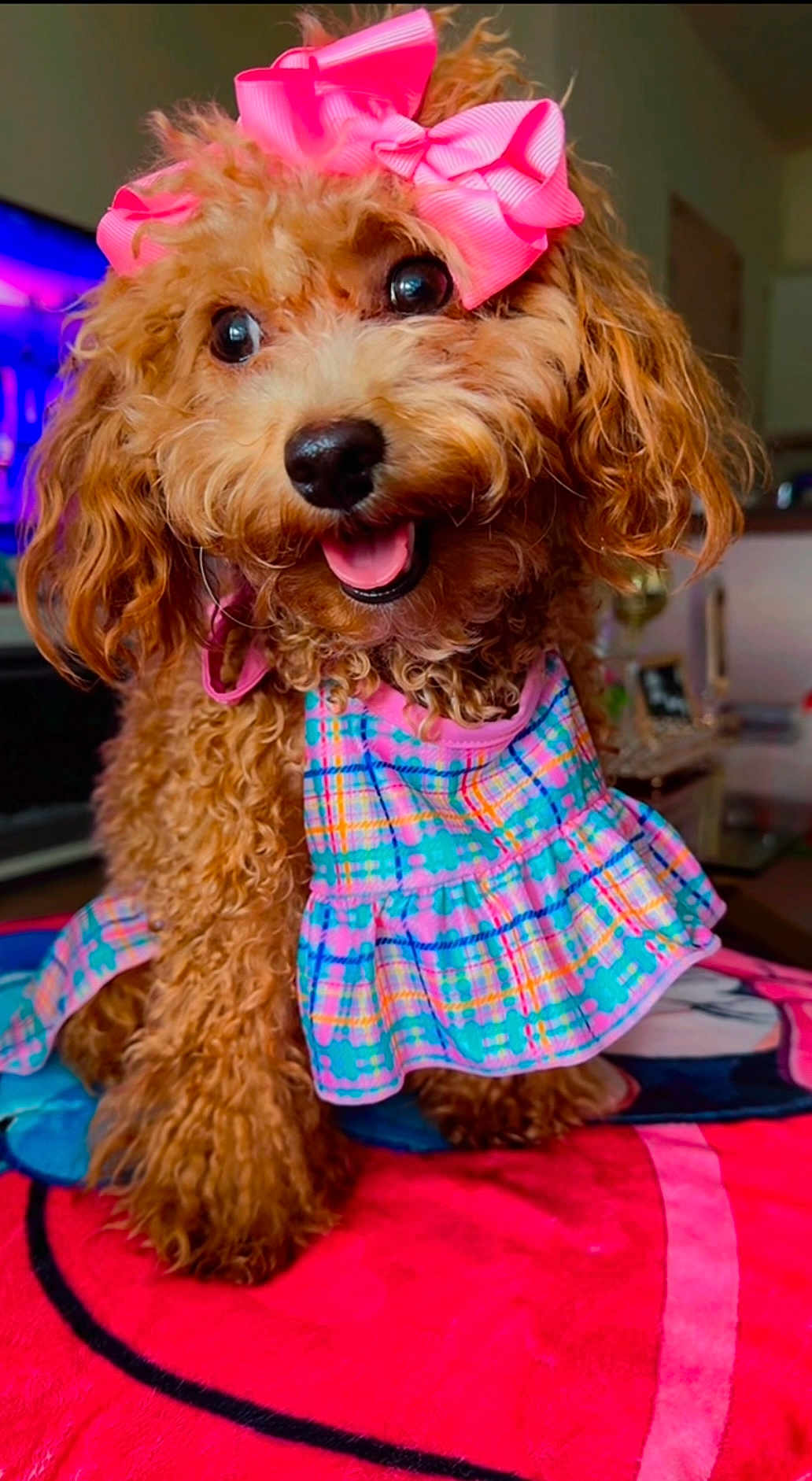 Imani joined the competition — help win amazing prizes! dog, curly_hair, pink_bow, plaid_dress, pet, cute, indoor, blanket, red, happy, smiling, fur, small_dog, animal, canine, playful, portrait, close_up, colorful, domestic