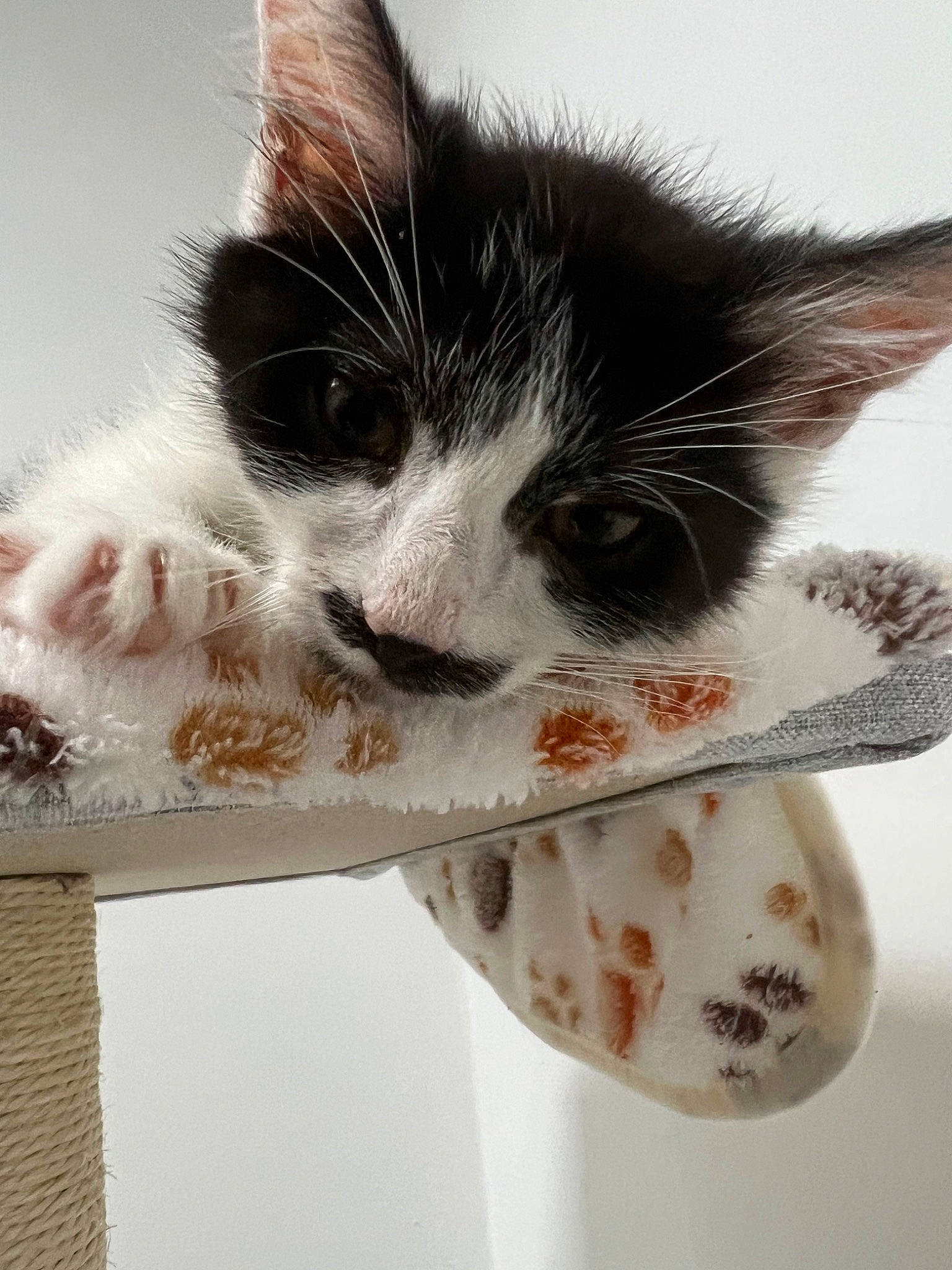 Pumba a rejoint le concours — aidez-le/la à gagner de superbes lots ! carnivore, cat, claw, domestic_short_haired_cat, eye, felidae, foot, fur, leg, mammal, metal, paw, small_to_medium_sized_cats, snout, square, tail, whiskers