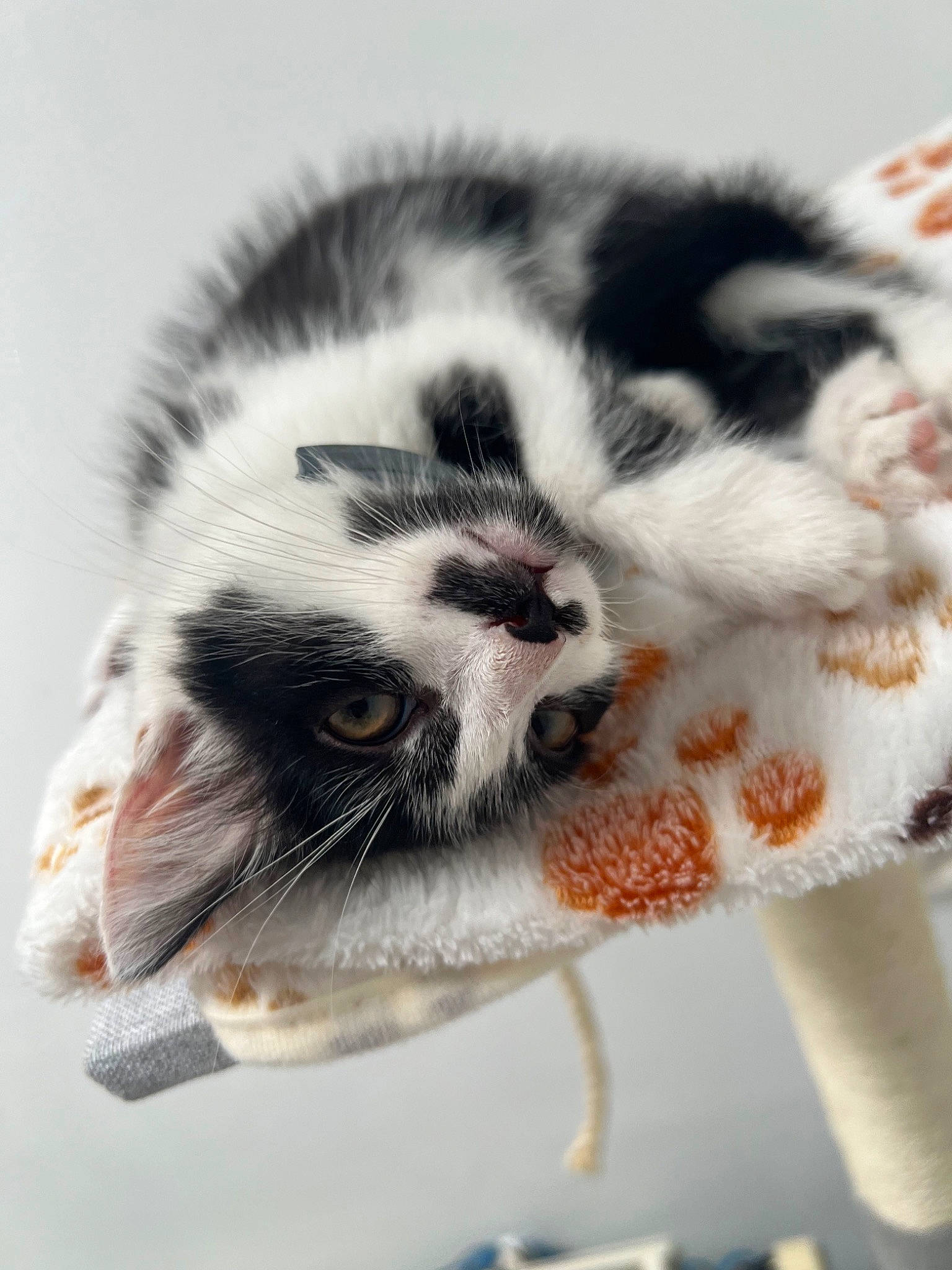 Pumba a rejoint le concours — aidez-le/la à gagner de superbes lots ! carnivore, cat, claw, close_up, comfort, domestic_short_haired_cat, eye, fawn, felidae, foot, fur, organism, paw, photo_caption, small_to_medium_sized_cats, snout, tail, terrestrial_animal, whiskers, wildlife