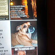 Henry is registered to the contest to win money with this photo: animal, blurry, brown_dog, close_up, collage, couch, dog, face, grid, indoor, low_light, meme, monitor, out_of_focus, pet, photograph, portrait, screen, screenshot, text