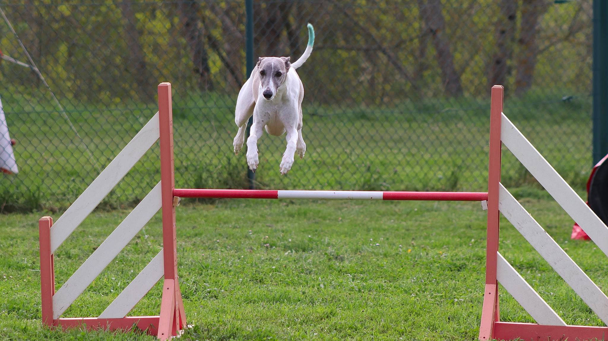 Owen participe au concours pour gagner de l'argent avec cette photo : animal_sports, canidae, carnivore, companion_dog, dog, dog_agility, dog_breed, dog_sports, fence, grass, pet_supply, plant, recreation, sporting_group, sports, tail, terrestrial_animal, tree
