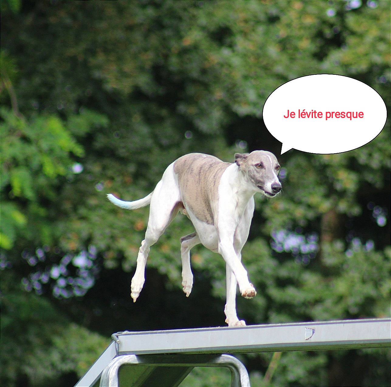 Owen a rejoint le concours — aidez-le/la à gagner de superbes lots ! animal_sports, carnivore, collar, companion_dog, dog, dog_breed, dog_collar, dog_supply, fawn, grass, gun_dog, magyar_agar, mudhol_hound, pet_supply, plant, rampur_greyhound, sports, tail, terrestrial_animal, working_animal