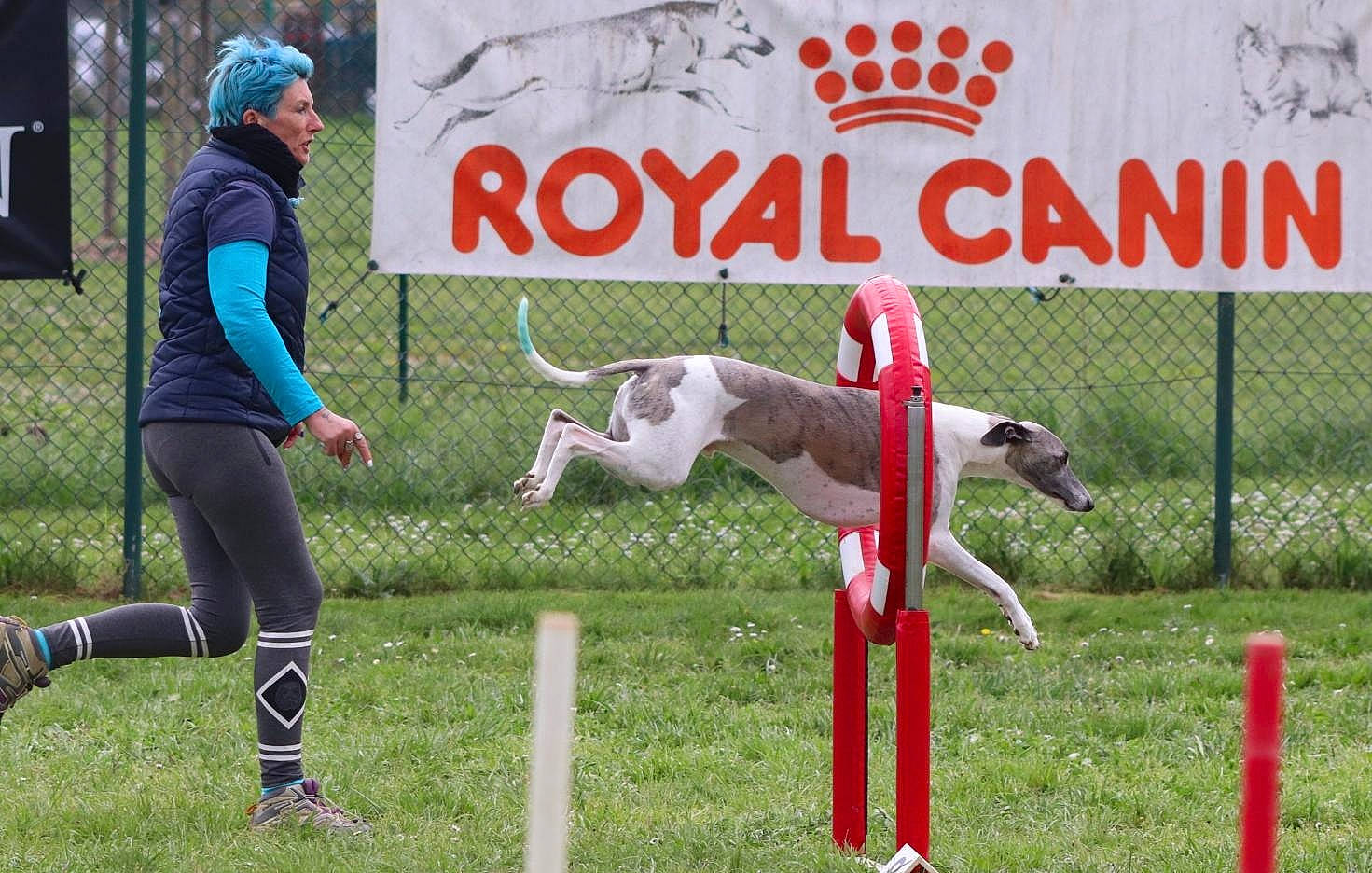 Owen participe au concours pour gagner de l'argent avec cette photo : animal_sports, animal_training, canidae, carnivore, companion_dog, competition, dog, dog_agility, dog_breed, dog_sports, fun, grass, hurdle, leisure, non_sporting_group, pet_supply, plant, recreation, sporting_group, sports