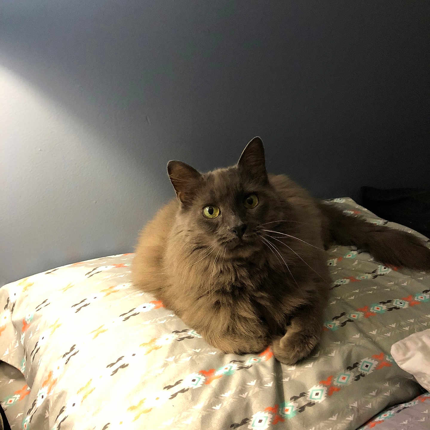 Furby is registered to the contest to win money with this photo: bed, bedding, cat, cozy, domestic_cat, fur, green_eyes, grey_cat, home, indoor, lamp_light, long_hair_cat, looking_at_camera, nightstand, pet, pillow, portrait, relaxed, wall, whiskers
