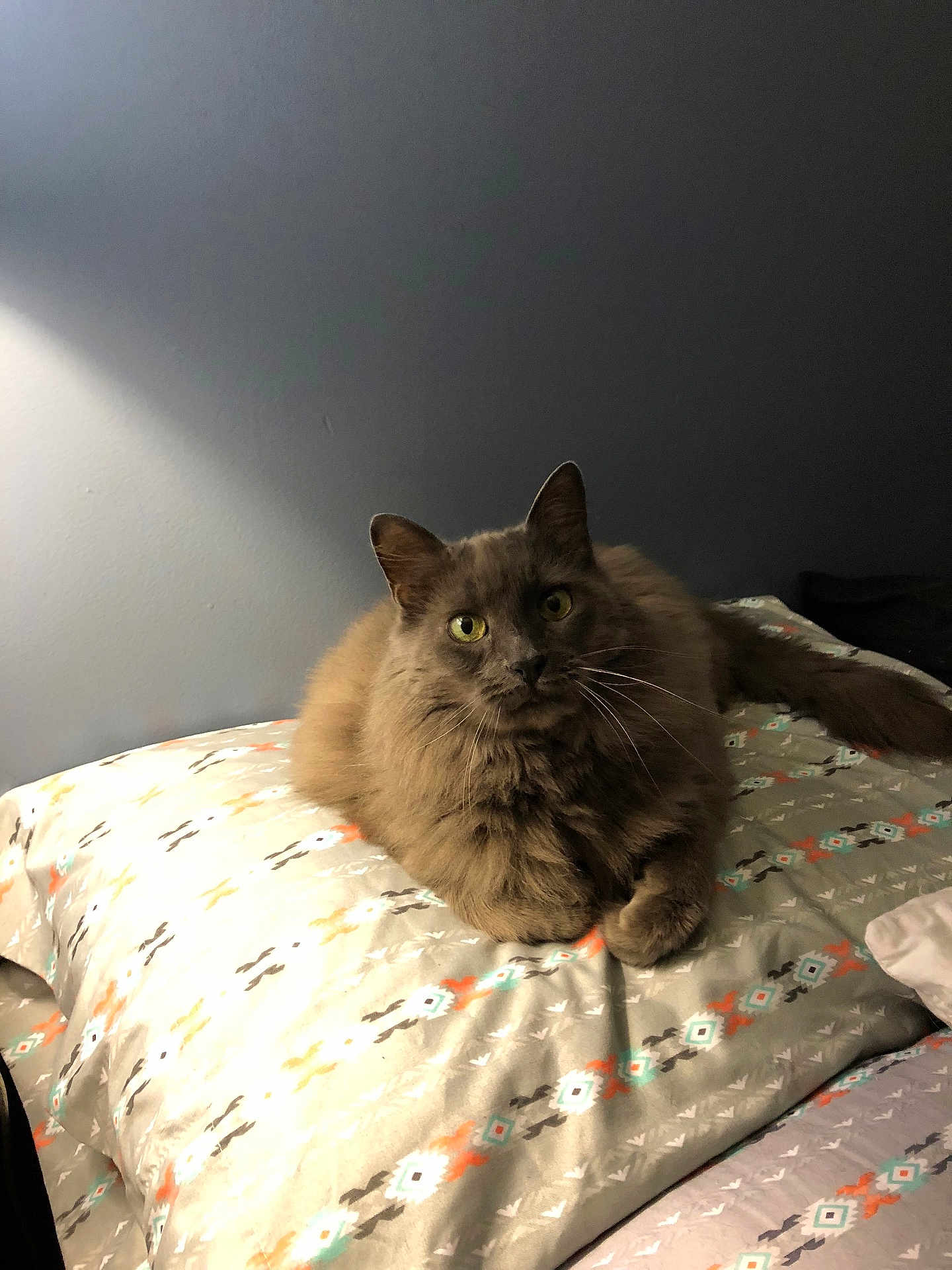 Furby is registered to the contest to win money with this photo: bed, bedding, cat, cozy, domestic_cat, fur, green_eyes, grey_cat, home, indoor, lamp_light, long_hair_cat, looking_at_camera, nightstand, pet, pillow, portrait, relaxed, wall, whiskers