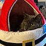 Furby is registered to the contest to win money with this photo: animal, belt_decoration, box_in_background, cat, cave_bed, close_up, cozy, fabric, fur, gray_cat, holiday_theme, home_interior, indoor, pet, pet_bed, portrait, relaxed, santa_hat_style, table_surface, yellow_eyes