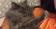 Furby is registered to the contest to win money with this photo: arm, bed, blanket, cat, closeup, cozy, cuddling, fur, grey_cat, human_partial, indoor, long_hair, orange_shirt, patterned_sheet, paw, pet, pillow, portrait, sleeping_cat, whiskers