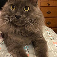 Furby joined the competition — help win amazing prizes! bed, bedding_pattern, blanket, cat, close_up, cute, dresser, ears, fluffy_cat, fur, furniture, gray_cat, indoor, nose, paws, pet, portrait, relaxed, whiskers, yellow_eyes