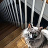 Furby joined the competition — help win amazing prizes! banister, cat, ears, floorboards, gray_cat, green_eyes, home_interior, indoor, long_fur, looking_up, paw, pet, portrait, shadow, shoe, sneaker, staircase, sunlight, whiskers, wooden_floor