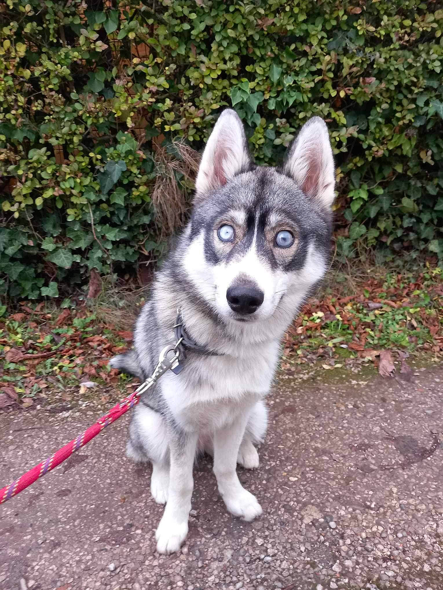 Kyra participe au concours pour gagner de l'argent avec cette photo : ancient_dog_breeds, canidae, canis, carnivore, companion_dog, dog, dog_breed, fur, grass, non_sporting_group, plant, siberian_husky, sled_dog, snout, sporting_group, terrestrial_animal, wolf, working_animal, working_dog