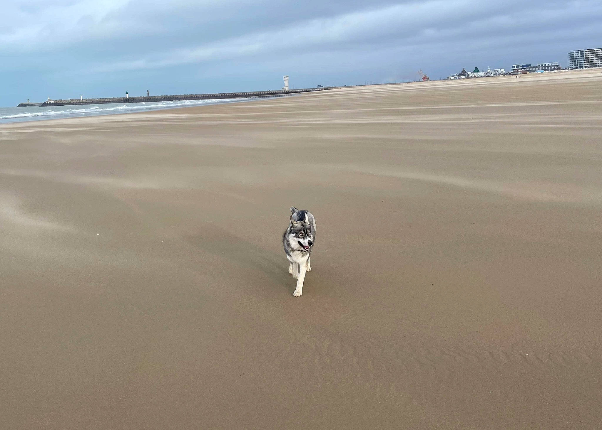 Kyra participe au concours pour gagner de l'argent avec cette photo : aeolian_landform, beach, canidae, carnivore, cloud, coast, dog, dog_breed, fun, horizon, landscape, ocean, sand, shadow, singing_sand, sky, sporting_group, water, wind, wind_wave