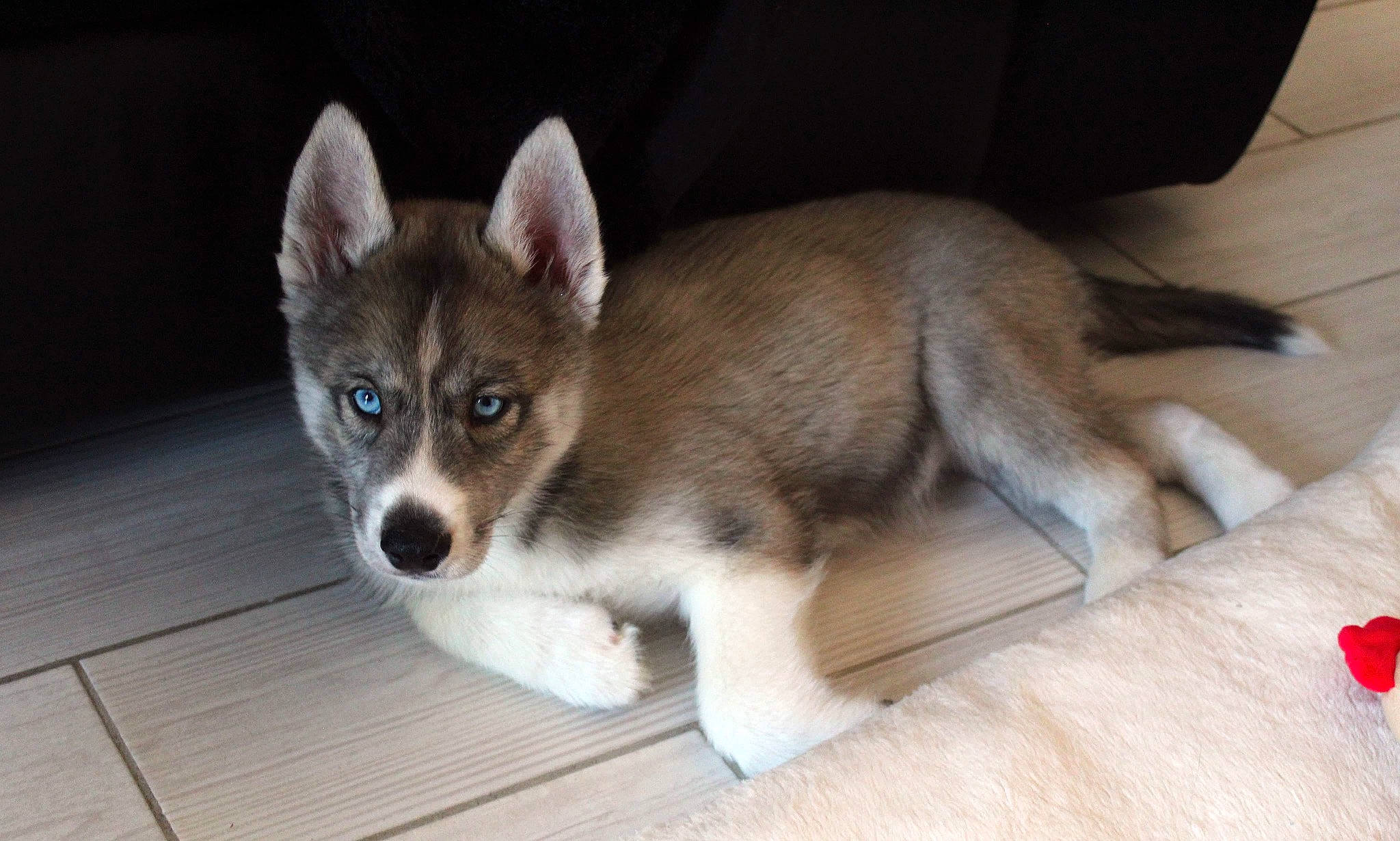 Kyra a rejoint le concours — aidez-le/la à gagner de superbes lots ! canidae, carnivore, companion_dog, dog, dog_breed, fawn, flooring, fur, hardwood, non_sporting_group, paw, snout, sporting_group, tail, terrestrial_animal, whiskers, wood, working_animal