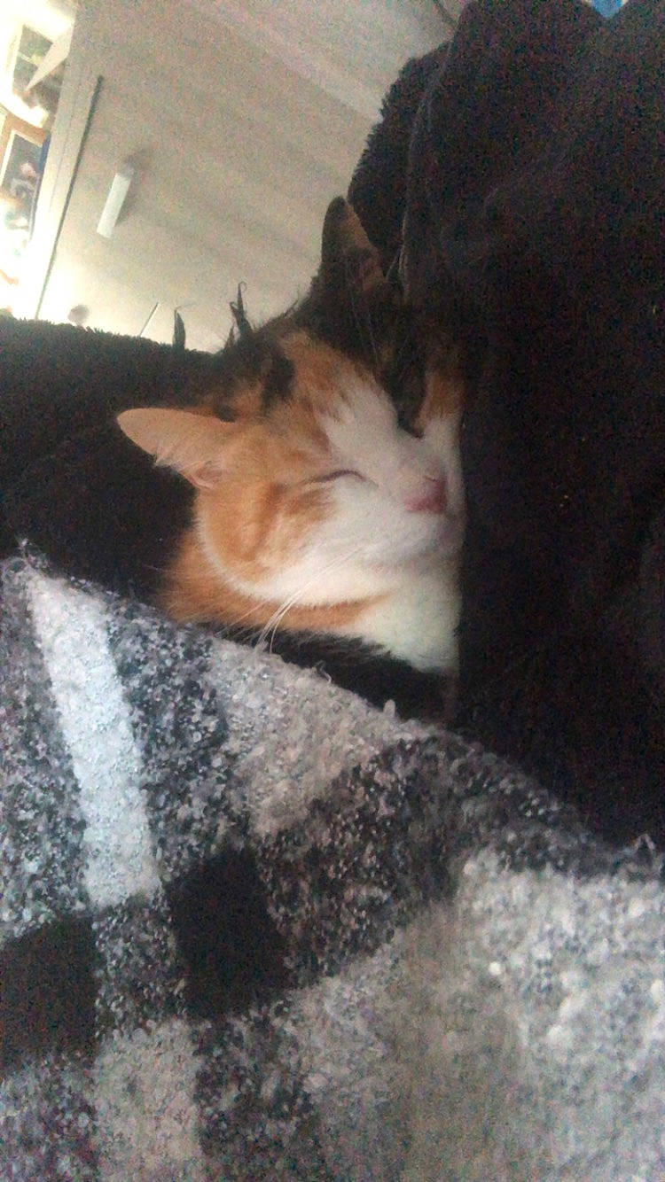 Mascotte a rejoint le concours — aidez-le/la à gagner de superbes lots ! carnivore, cat, claw, cloud, comfort, domestic_short_haired_cat, fawn, felidae, floor, flooring, fur, hardwood, human_leg, paw, small_to_medium_sized_cats, snout, tail, tints_and_shades, whiskers, wood